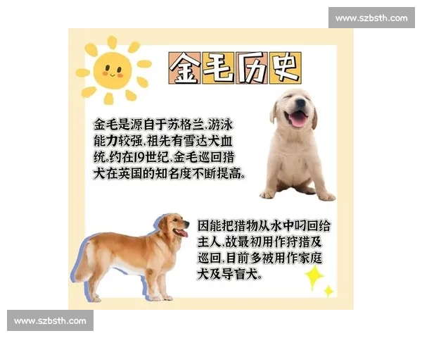 金毛犬比赛规则解析与参赛要求全面指南